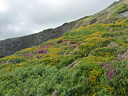 Gorse and heather