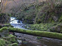 Mossy fallen tree