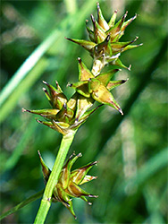 Star sedge