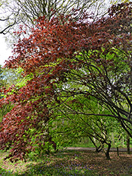 Red-leaved maple