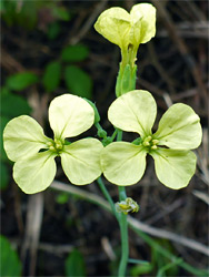 Sea radish