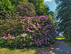 Rhododendron