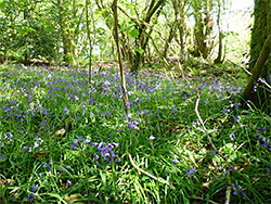 Bluebells in the wood