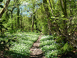 Woodland path