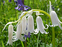 White bluebell