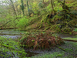 Boggy pool