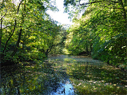 Leaves on the river