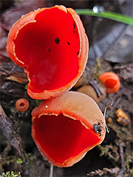 Scarlet elfcup