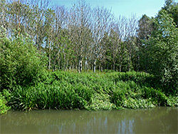 Reeds and trees