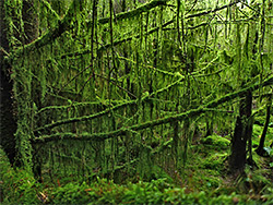 Mossy branches