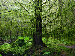 Mossy forest