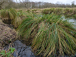 Clumps of reeds