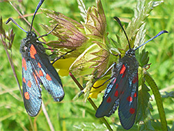 Burnet moths