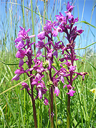 Early purple orchid