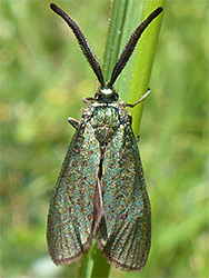 Green forester moth