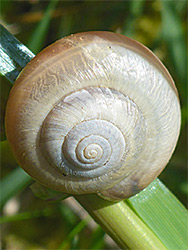 Kentish snail