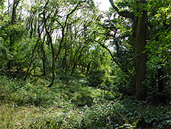 Woodland