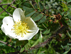 Rosa pimpinellifolia