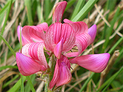 Sainfoin