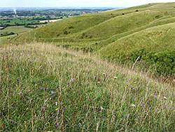 Wildflowers