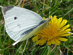 Small white