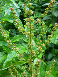 Rumex obtusifolius