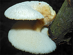 Tuberous polypore