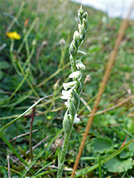 Autumn lady's-tresses