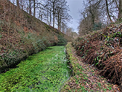 Water plants