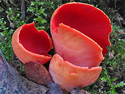 Scarlet elfcup