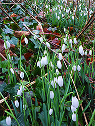 Snowdrops