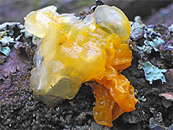 Yellow brain