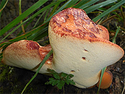 Beefsteak fungus