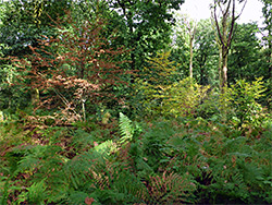 Ferns and trees