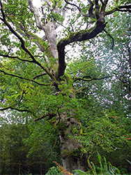 Ancient oak