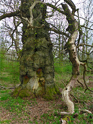 Fallen branch