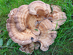 Giant polypore - caps