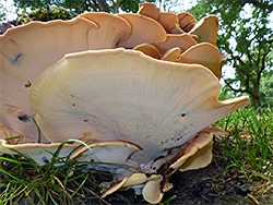 Giant polypore - pores