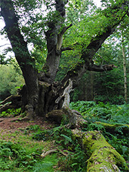 King of Limbs