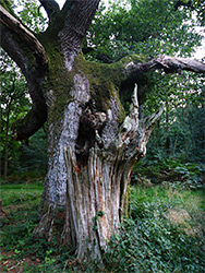 Spider Oak