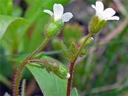 Rue-leaved saxifrage