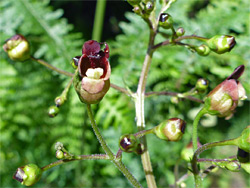 Common figwort