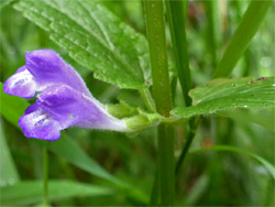 Scutellaria galericulata