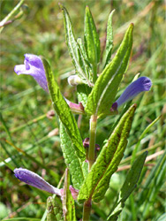 Common skullcap