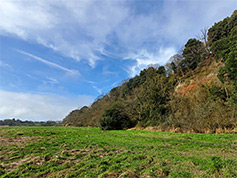 Tidal grassland