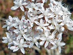 White stonecrop