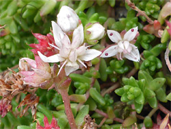 English stonecrop