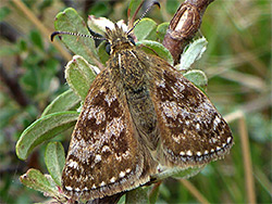 Dingy skipper