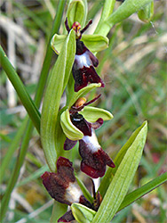 Three orchid flowers