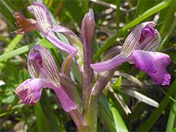 Green-winged orchid